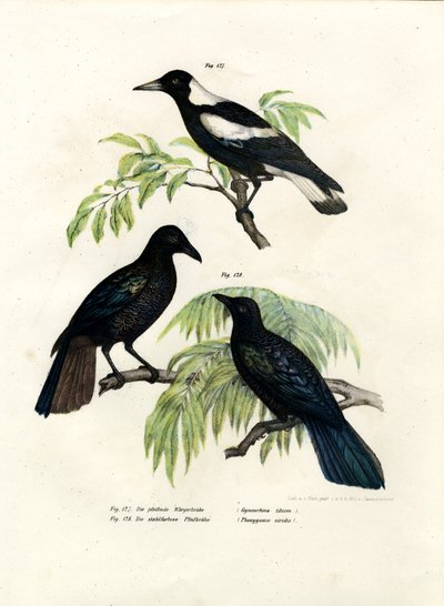 Australian Magpie by German School